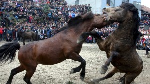 Two horses fight at an ethnic Miao's horse fighting event celebrating Chinese Lunar New Year in Liuzhou, Guangxi Zhuang Autonomous Region, Guangxi Zhuang Autonomous Region, China, February 20, 2016. REUTERS/Stringer ATTENTION EDITORS - THIS PICTURE WAS PROVIDED BY A THIRD PARTY. THIS PICTURE IS DISTRIBUTED EXACTLY AS RECEIVED BY REUTERS, AS A SERVICE TO CLIENTS. CHINA OUT. NO COMMERCIAL OR EDITORIAL SALES IN CHINA.       TPX IMAGES OF THE DAY      Photo via Newscom
