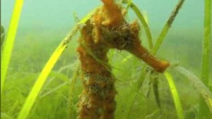 rare seahorse found in california pkg_00010912.jpg