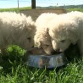 california sheepdog 17 puppy litter pkg_00002513.jpg