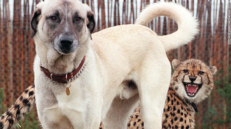 Nyana, a nine-month-old cheetah cub shows her displeasure with Merlin, an Anatolian Shepherd dog.