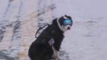 dog protects planes good stuff newday_00001416.jpg