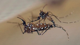 FDA says GMO mosquito likely OK to fight Zika in Florida
