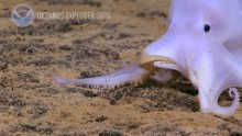 Ghostly octopod casper discovery orig vstop dlewis_00000000.jpg