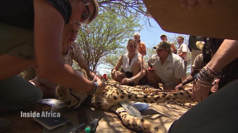 The mission to protect Namibia&#39;s fastest predator 