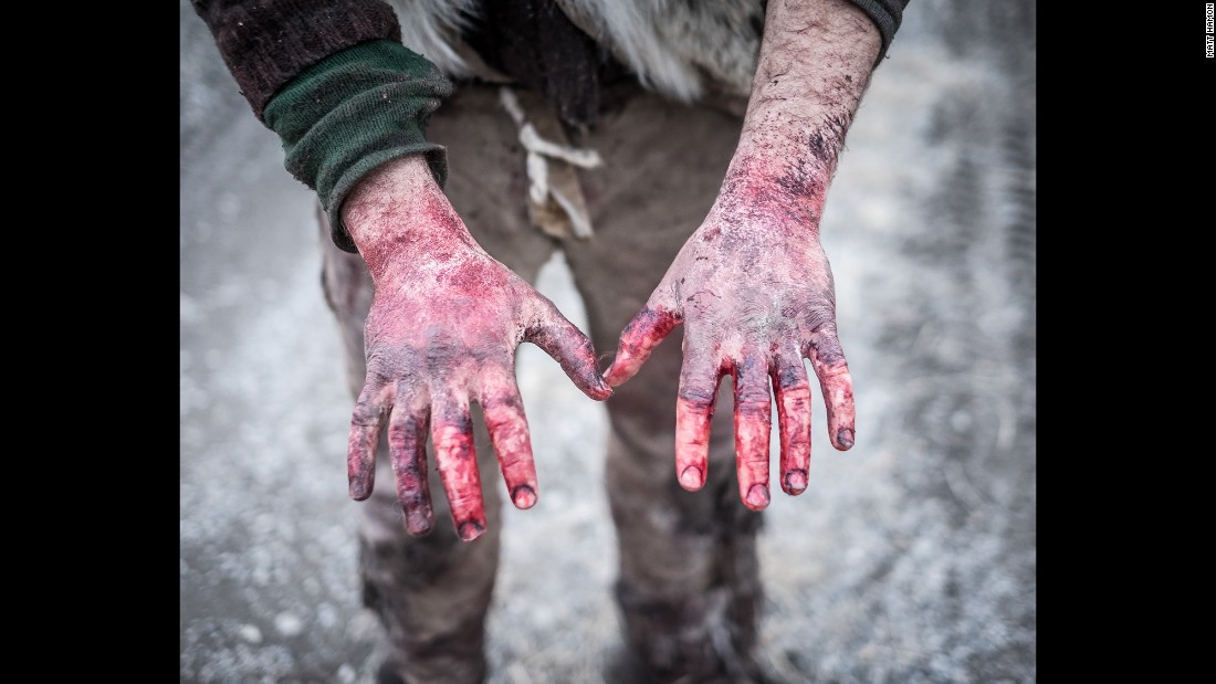 τα χέρια s μετά από μια μέρα σαρώσεως σφαγίων βουβάλια? Alex & # 39.  Η ομάδα τους εαυτούς τους στηρίζει με σαρώσεως κρέας από βίσονες σφάγια αριστερά από κυνηγούς.