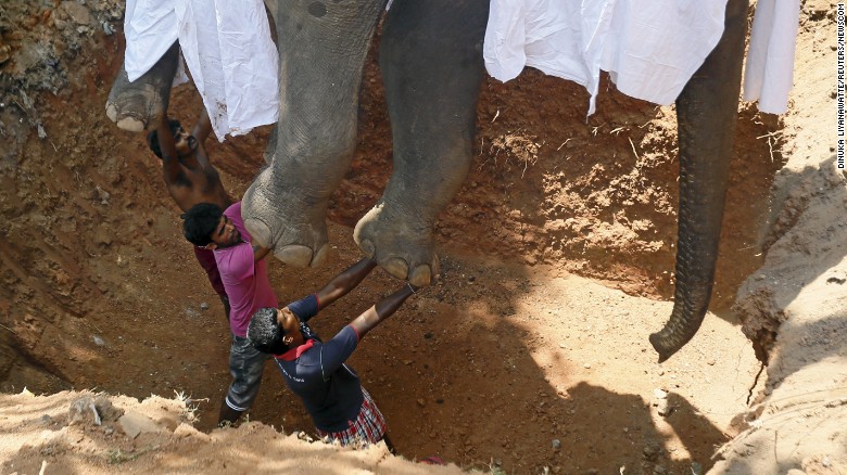 Local villagers prepare to bury the body of elephant Hemantha during a religious ceremony at a Buddhist temple in Colombo March 15, 2016. Elephant Hemantha, which died from injuries to its feet, was under medical treatment for the last six months. The elephant used to march at street parades during festivals held by the temple. Elephant Hemantha died at age 23. REUTERS/Dinuka Liyanawatte     SEARCH "FUNERAL ELEPHANT" FOR THIS STORY. SEARCH "THE WIDER IMAGE" FOR ALL STORIES. Photo via Newscom