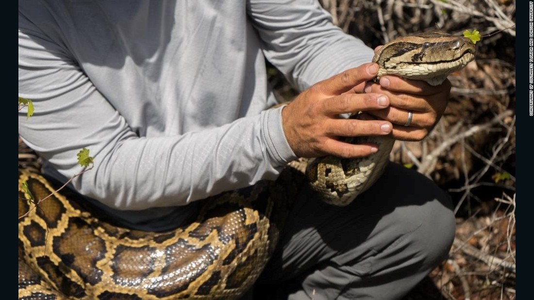 Largest Burmese Python Captured In Florida 8068