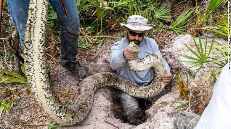 160319131556-burmese-python-removal-florida-exlarge-169.jpg