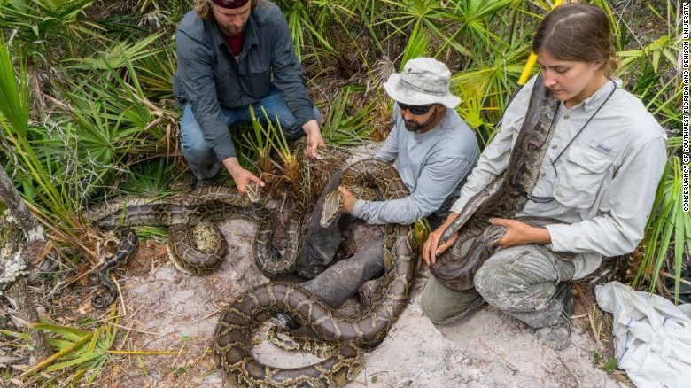 160319131704-burmese-python-removal-florida-2-exlarge-169.jpg