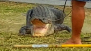 alligator wrangled florida school sot_00001624