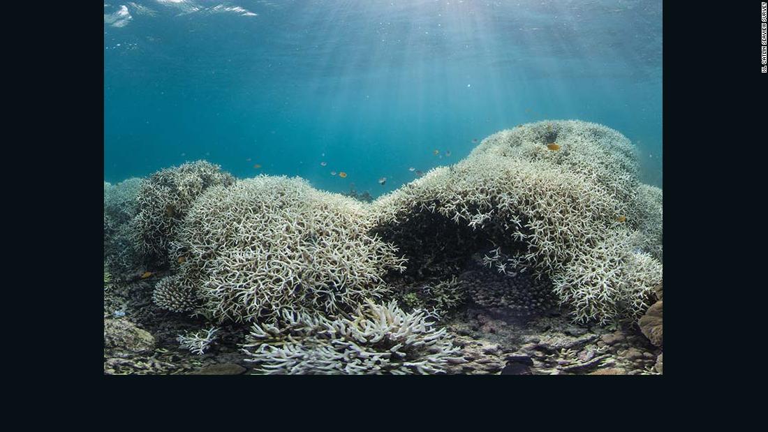 Amazon River: Massive Coral Reef Discovered - CNN.com