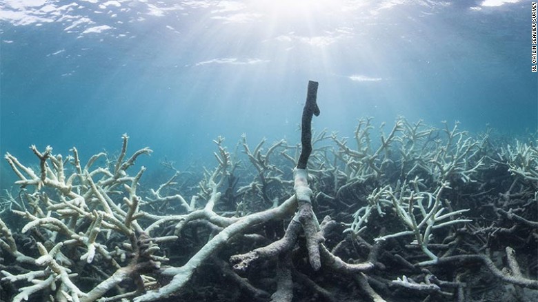 Some of the bleaching of reefs in the northern section has been described as &quot;extreme.&quot;