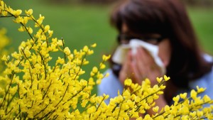 A woman blows her nose as the return of pleasant weather marks the arrival of allergenic pollen. 