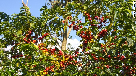 Ethiopia coffee