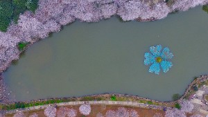 Aerial view of cherry trees in full blossom on a riverbank in Changsha city, central China's Hunan province, 6 March 2016.

Around 100 cherry trees blossomed during a cherry blossom festival in Changsha, central China's Hunan province. People from all over the city come to celebrate the festival.