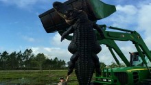 Station Notes/Scripts:    A giant gator killed during a guided hunt on a Florida farm could be one of the largest on record in the state.