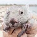 Tourism Australia is holding an in internet contest (open only to Australian residents) for a to Flinders Island for 2-adults and cuddle time with Derek the Wombat, an 8-month old Wombat that was rescued from his mothers pouch after she was hit by a car in December 2015 and is under the care of a woman named Kate Mooney who lives on Flinders Island.

Mandatory courtesy: Sean Scott Photography courtesy of Tourism Tasmania