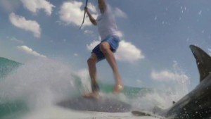 man knocked off paddle board by shark pkg_00001118.jpg