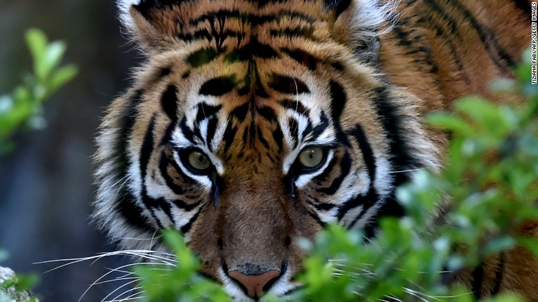 Tiger head shot