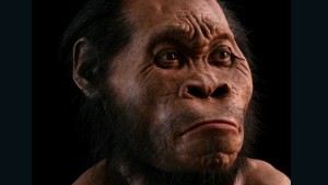 Reconstruction of Homo naledi by John Anthony Gurche.