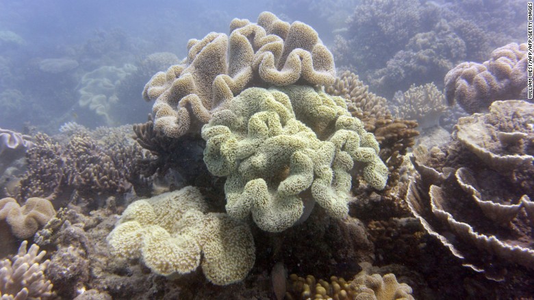 A photo taken on September 22, 2014, shows bleached coral on the Reef, a key Australian tourist attraction.