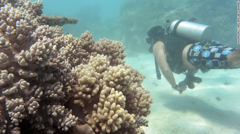 Of the reefs surveyed in the northern third of the Reef, 81% are characterized as "severely bleached."