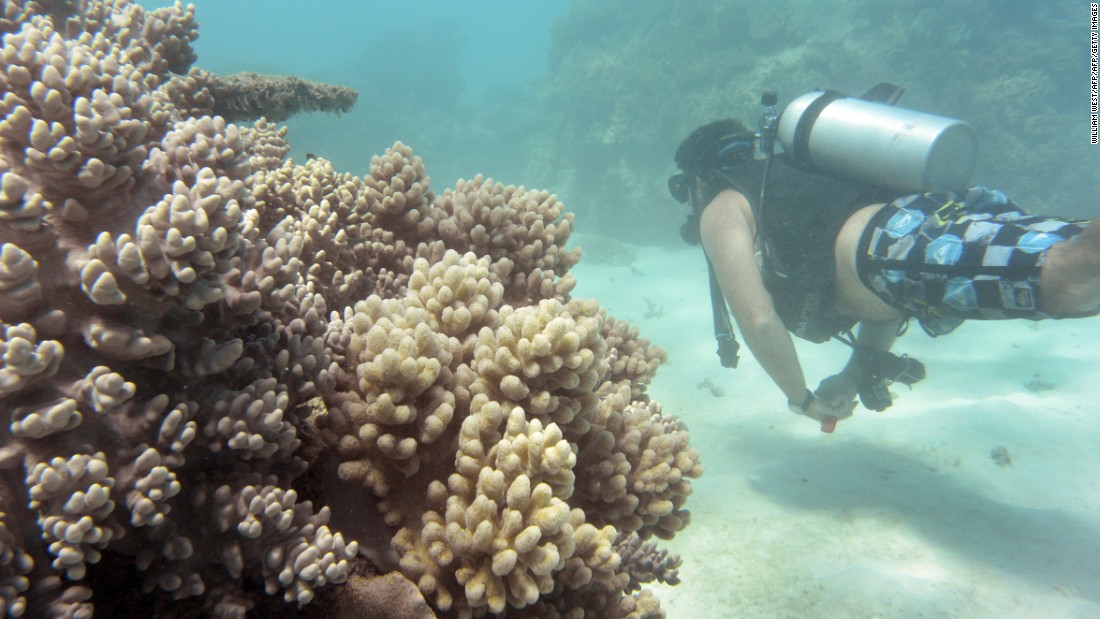 Amazon River: Massive Coral Reef Discovered - CNN.com