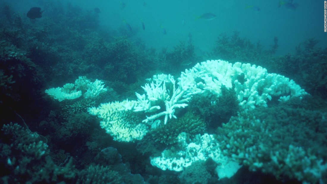 Amazon River: Massive Coral Reef Discovered - CNN.com