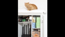 Ohmen's cat sleeps on top of his weapon closet.