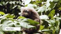 IA: Tanzania Kipunji Monkey Trailer