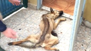 spain animal shelter dog transformation orig vstan bpb_00000506.jpg