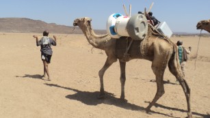 A camel carries an Arktek cooler with vaccines to reach remote populations in Ethiopia.