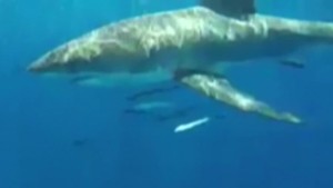 teens great white shark encounter go pro florida dnt_00000317.jpg