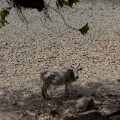 GettyImages-526701822India drought