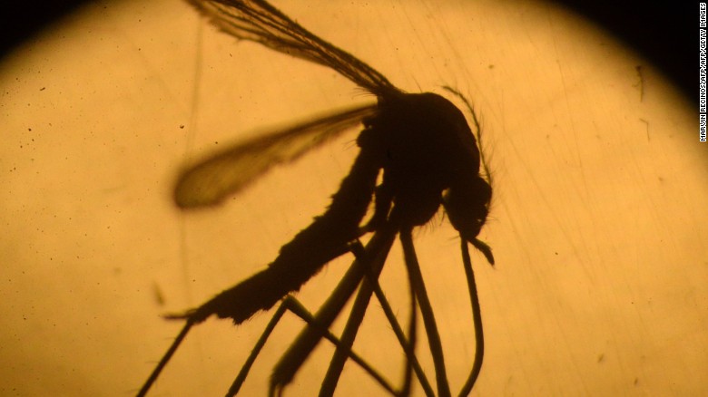 The Aedes aegypti can transmit the Zika virus.