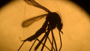 First known case of female-to-male Zika transmission announced