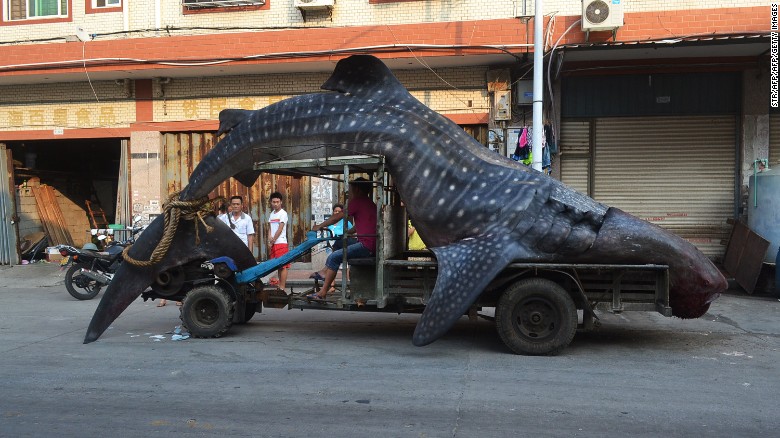 Fisherman in Fujian claimed to have thought this whale shark was a &quot;sea monster.&quot;
