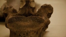 The discovery of stone tools alongside mastodon bones in a Florida river shows that humans settled the southeastern United States as much as 1,500 years earlier than scientists previously believed, according to a research team led by a Florida State University professor.