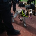 sniffer dog old trafford