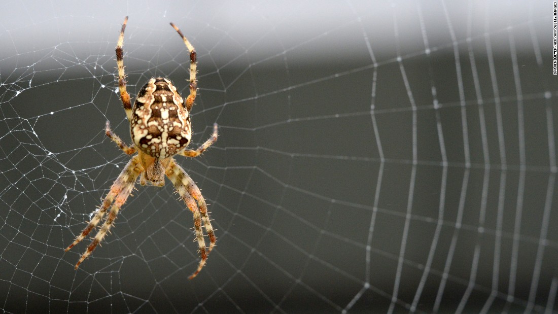 Spider silk is being harnessed or a range of medical and technological applications. The material is pound-for-pound stronger than steel.  