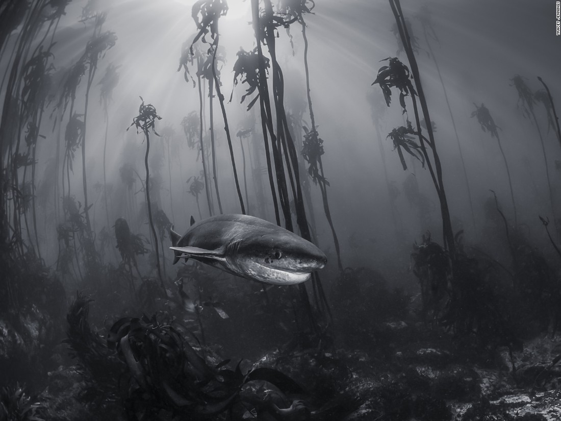This seven gill shark was photographed by Tracey Jennings in a kelp forest just off the shore of Simonstown near Cape Town. (<a href="http://travel.nationalgeographic.com/photographer-of-the-year-2016/" target="_blank">Click here to enter NatGeo photo contest</a>)