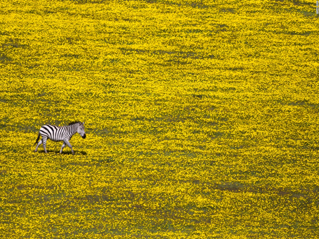 Yuval Ofek grabs a moment of striking contrast as a solitary zebra trots across a landscape of yellow flowers. (<a href="http://travel.nationalgeographic.com/photographer-of-the-year-2016/" target="_blank">Click here to enter NatGeo photo contest</a>)