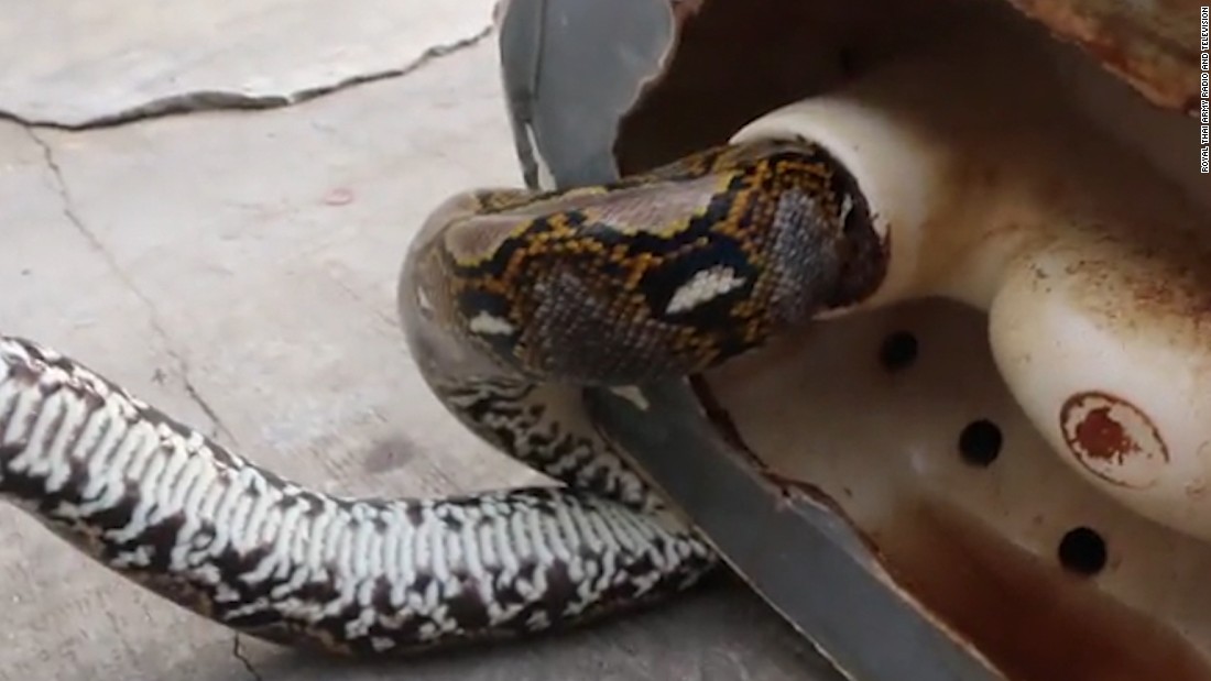 Thailand Snake bites man's penis in toilet encounter