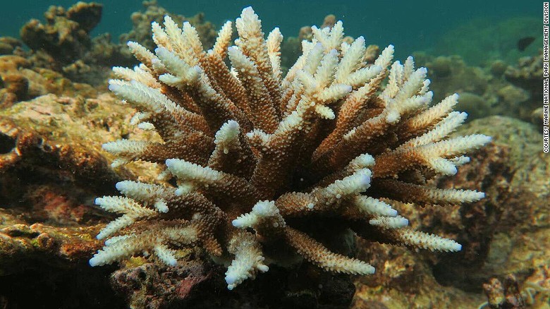 El Niño, characterized by above-average ocean temperatures in the Pacific Ocean, has played a part in the bleaching phenomenon, according to the Marine National Park Division.