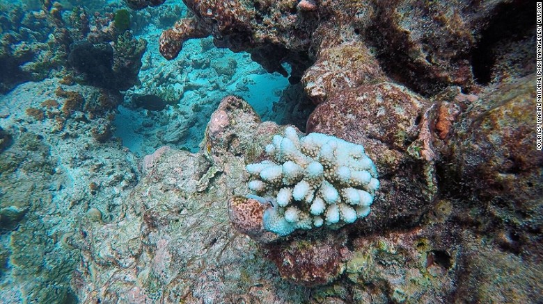 Coral reefs are vulnerable to bleaching if water temperatures go and stay above 30.5 degrees Celsius, MNPD&#39;s director said.