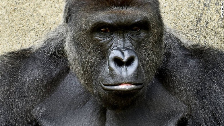 Harambe, 17-year-old male western lowland gorilla, was put down after it was seen dragging a boy who managed to get into the gorilla habitat. 