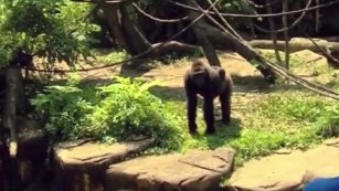 Witness: Gorilla pulled the child&#39;s pants up