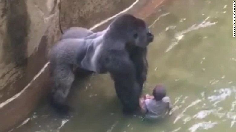 boy falls into gorilla habitat pkg nr_00005109.jpg