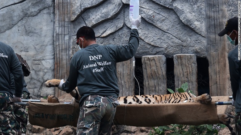 Thai wildlife officials carry a tiger on a stretcher from the temple.