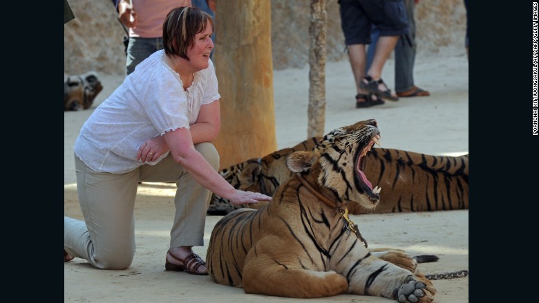A tourist poses for a photo with a tiger at the Thai temple in 2012.